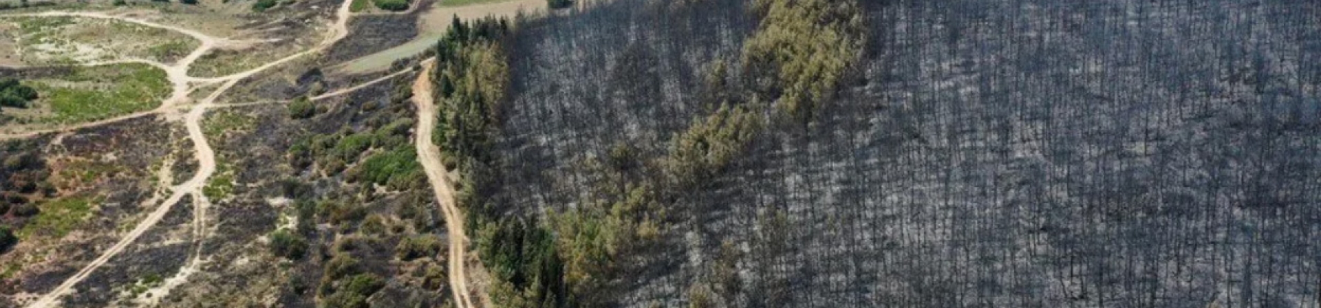 Ormanlarımızdaki Dumansız Yangın!...