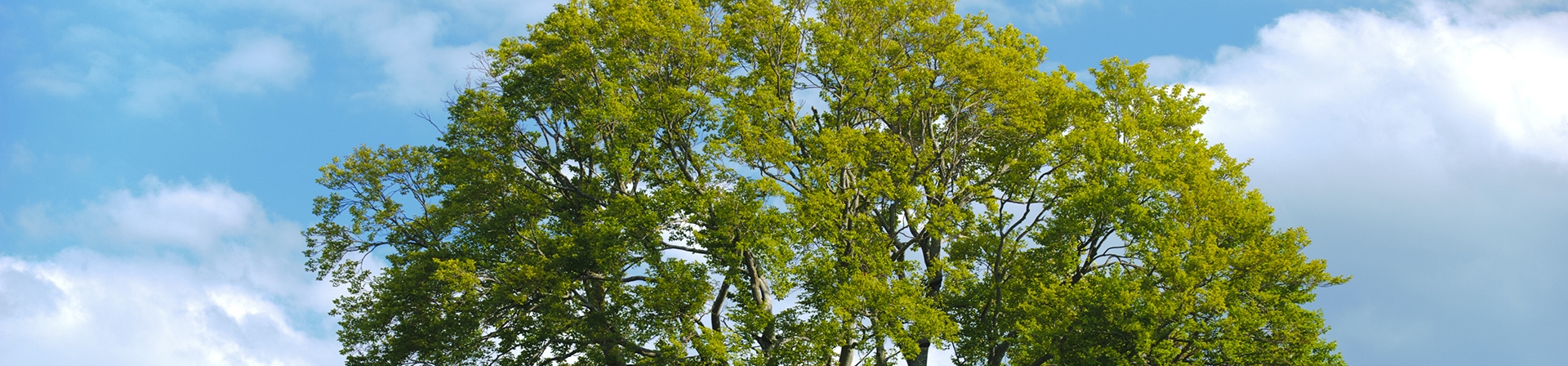 Öğretmenler Günü’nde, Fidanlarla Geleceğe Nefes olun!