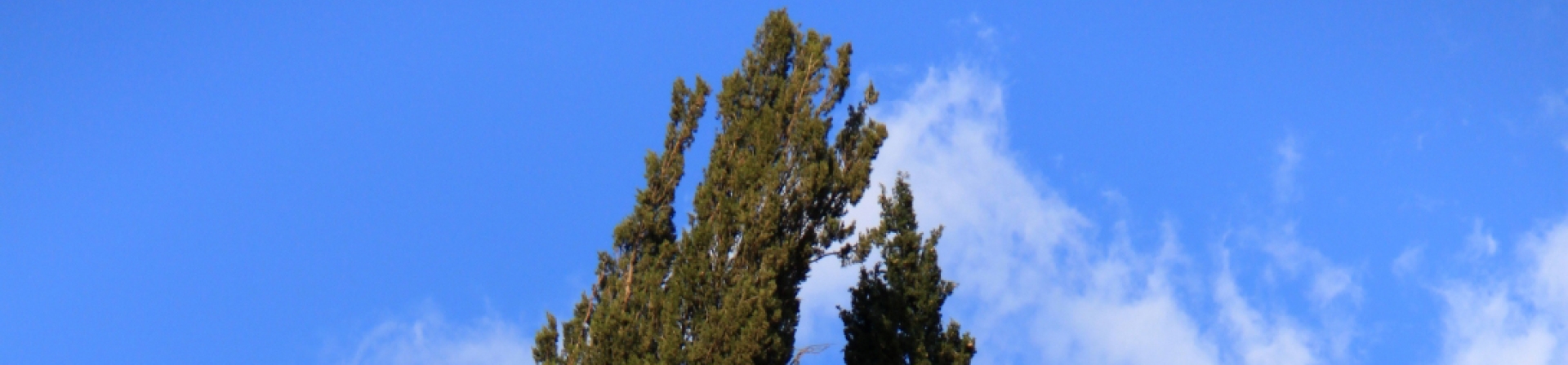 Ağaçların izinde bir keşif oyunu