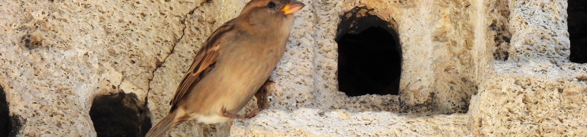 Kuşların karakterleri, yolları, evleri