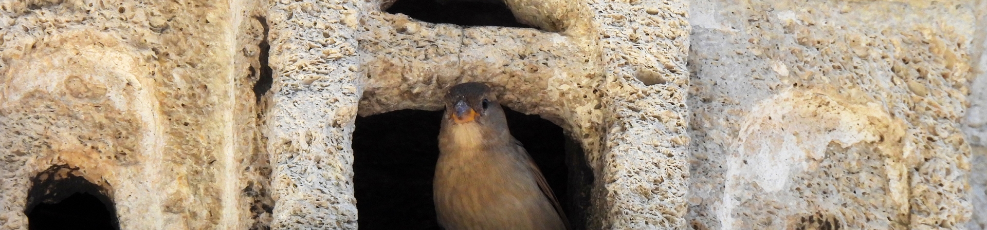 Kuşların karakterleri, yolları, evleri