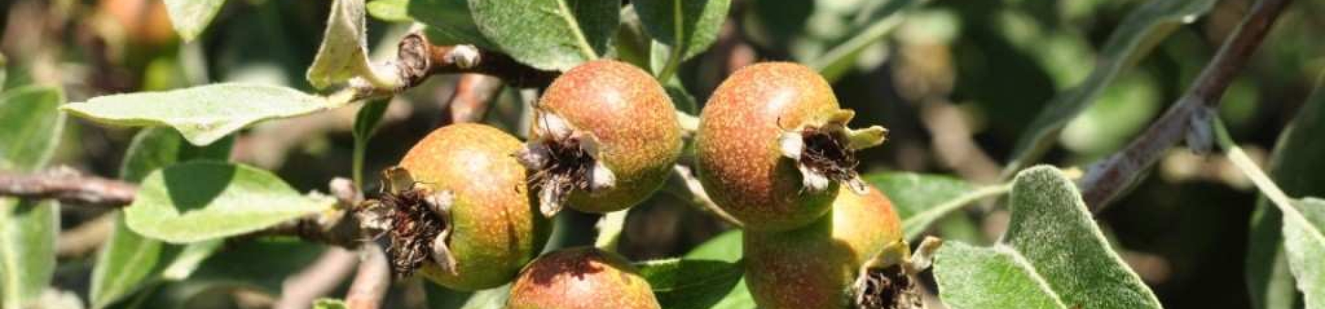 Ahlat (Pyrus salicifolia Pallas)