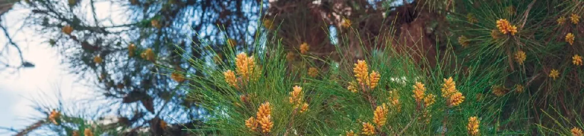 Elder Çamı (Pinus eldarica)