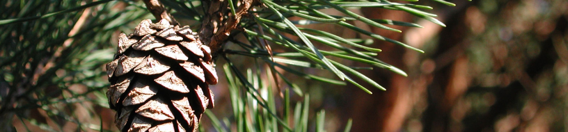 Sarıçam (Pinus sylvestris L.)