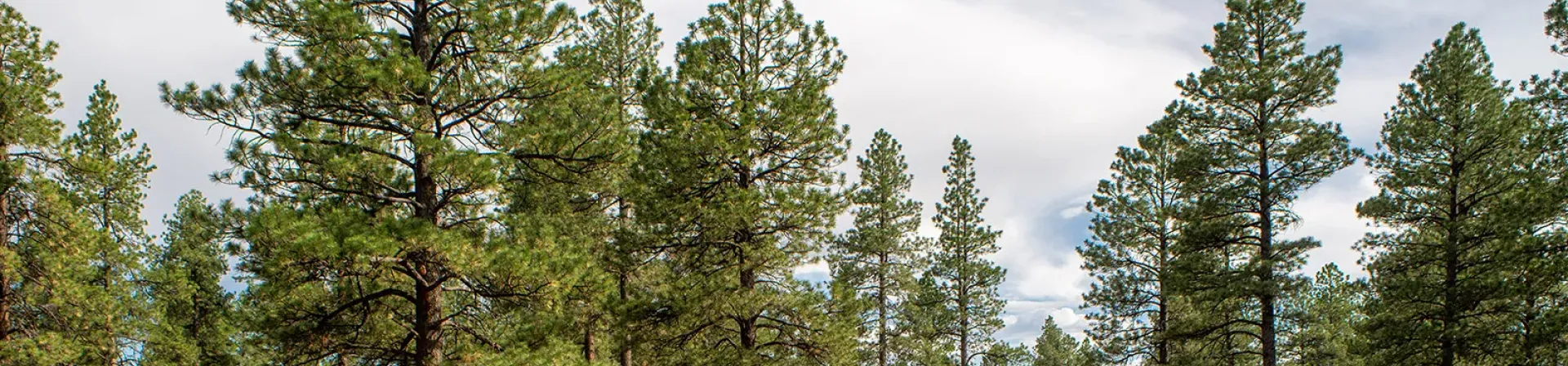 Ağaçların izinde bir keşif oyunu