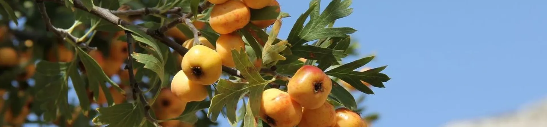 Alıç (Cratageus L.)