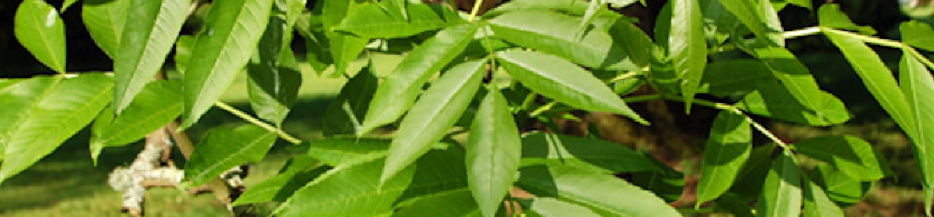 Dişbudak (Fraxinus)