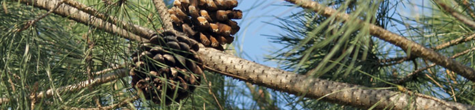 Fıstık çamı (Pinus pinea L.)