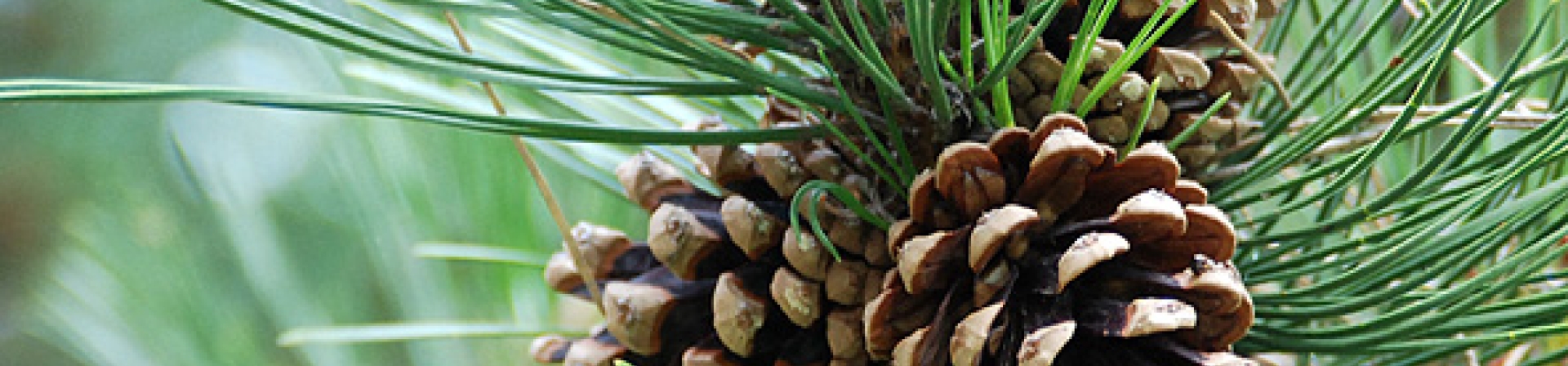Karaçam (Pinus Nigra)