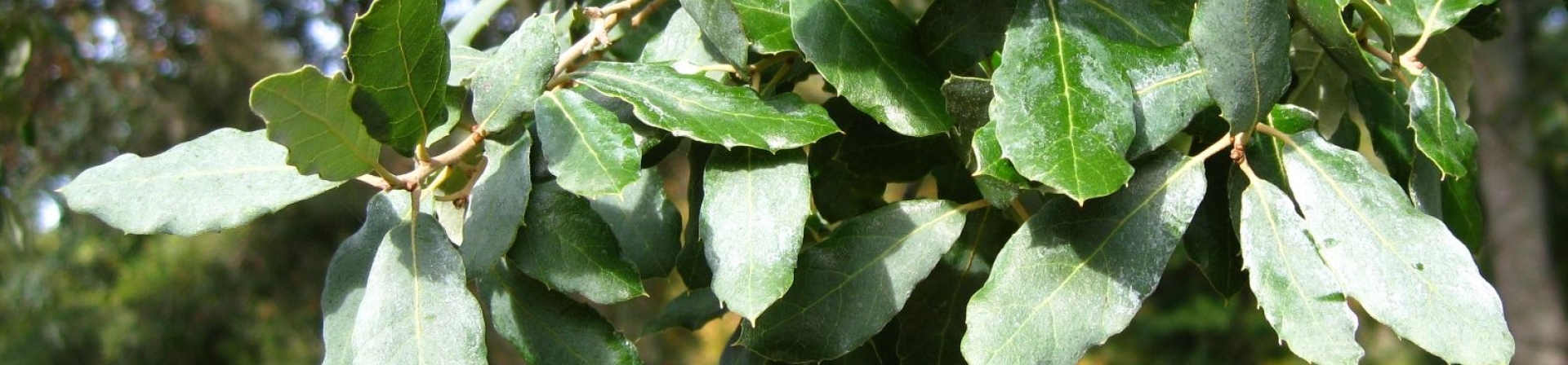 Mantar meşesi (Quercus suber L.)