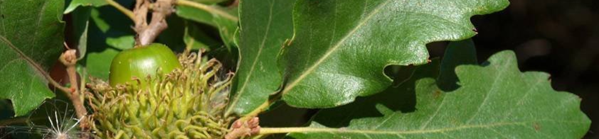 Saçlı Meşe (Quercus cerris L.)