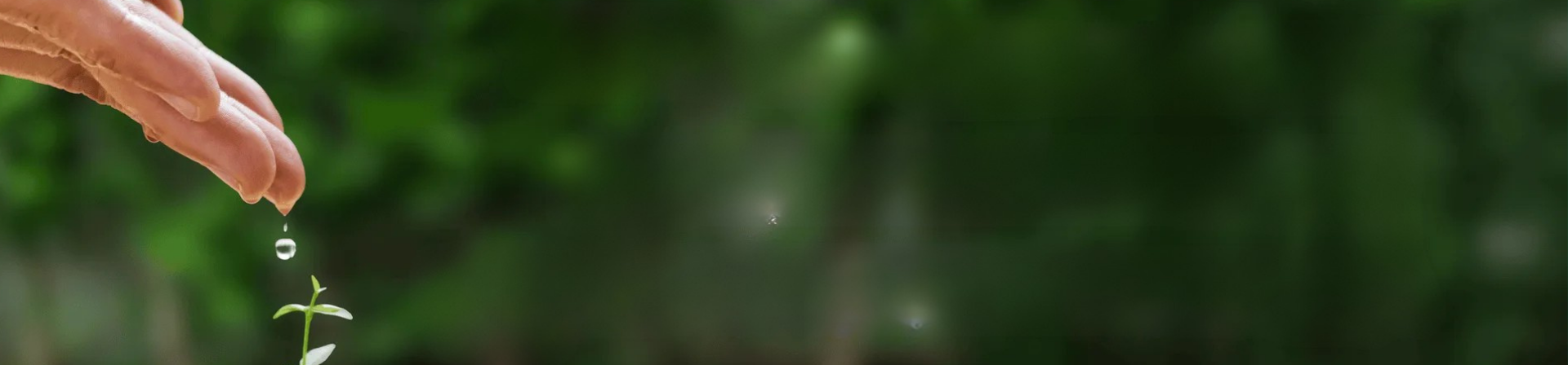 Yanan alanlarda fidan dikiminde acele edilmemeli