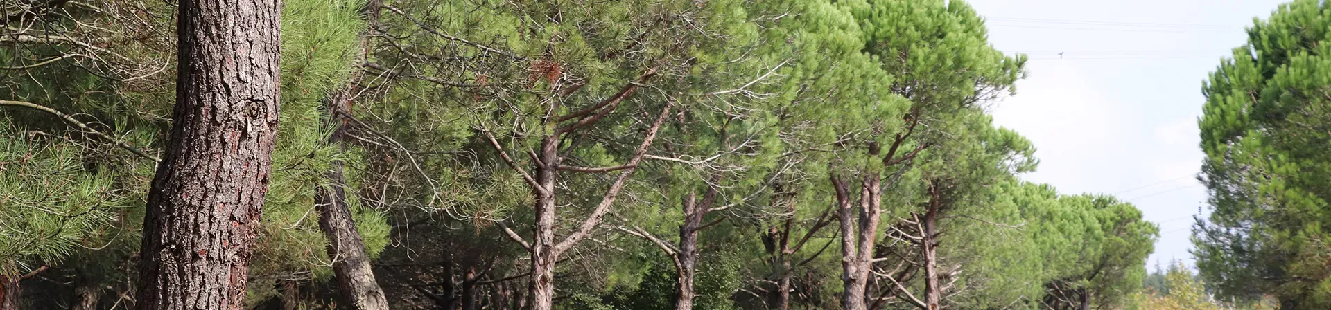 Orman yangınları neden arttı, ne yapabiliriz?