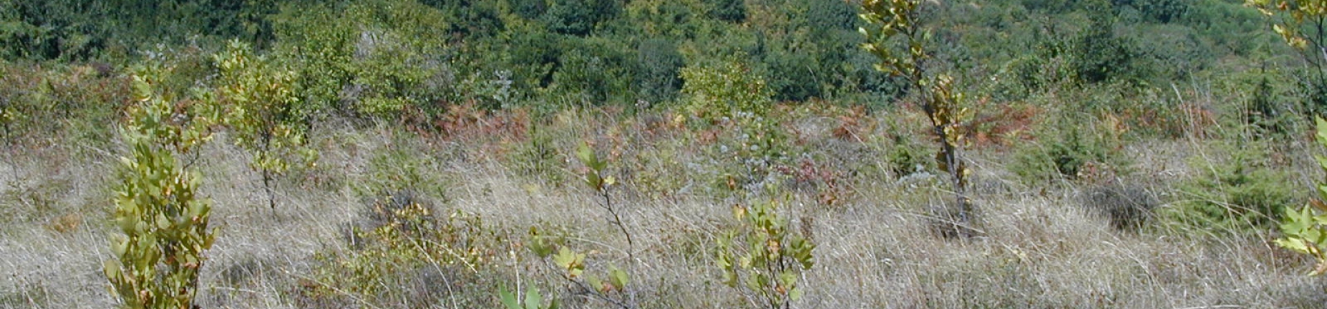 İstanbul- Çatalca / Deliyunus, Durusu - 1993