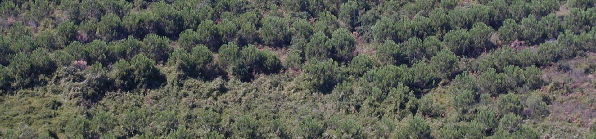 İstanbul- Çatalca / Deliyunus, Durusu - 1994