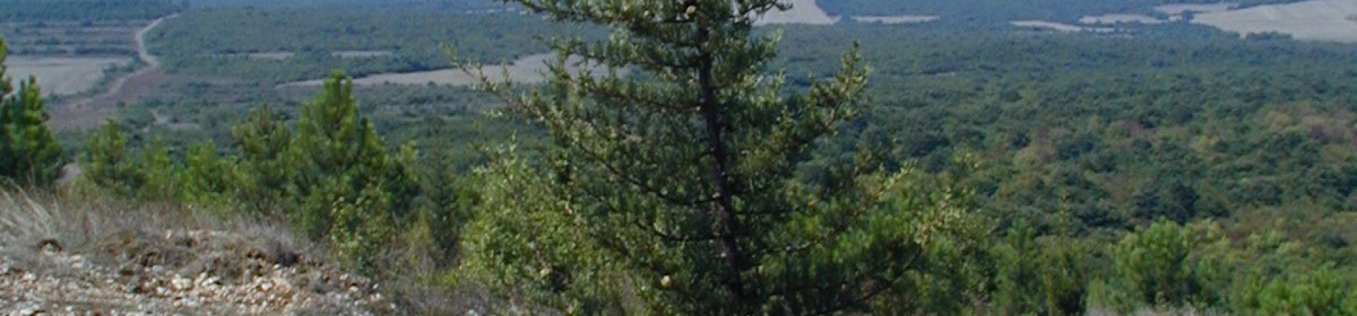 Çatalca / Subaşı - 1996