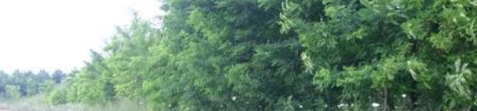 Çatalca / Akalan - 2000