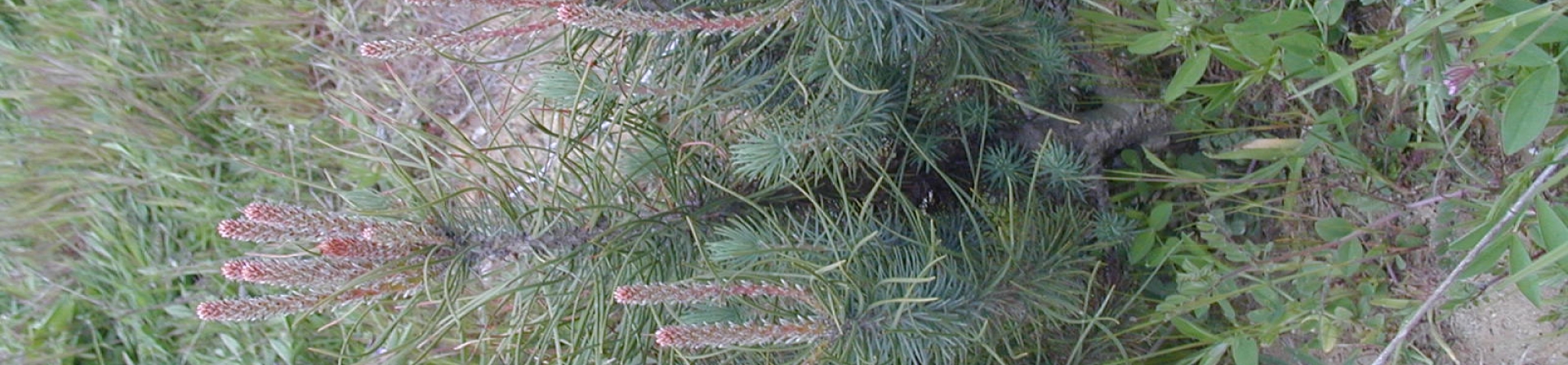 İstanbul / Kısırkaya - 2005