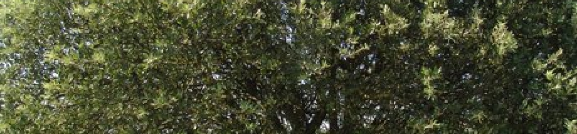 Ahlat (Pyrus salicifolia Pallas)