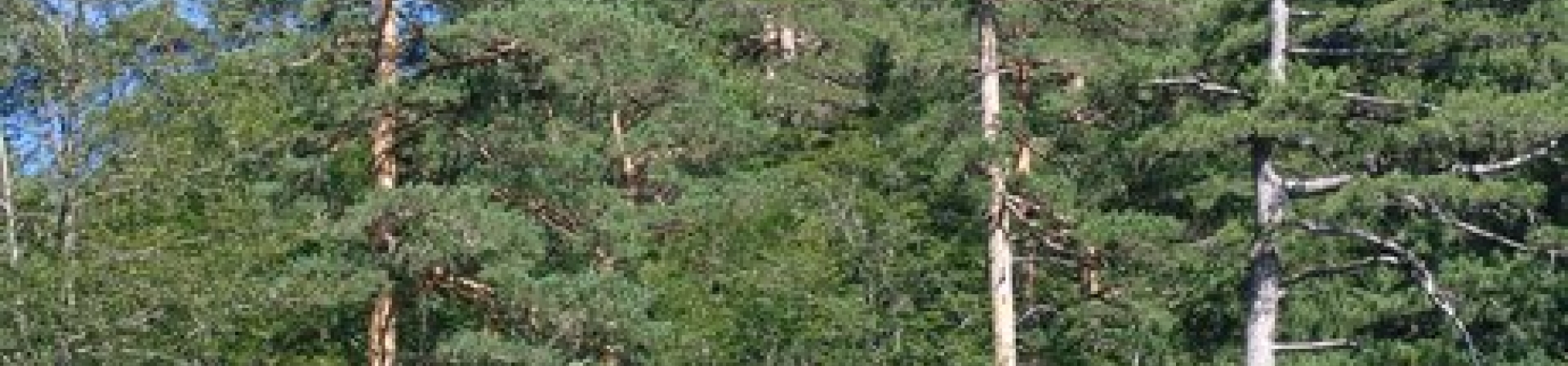 Sarıçam (Pinus sylvestris L.)