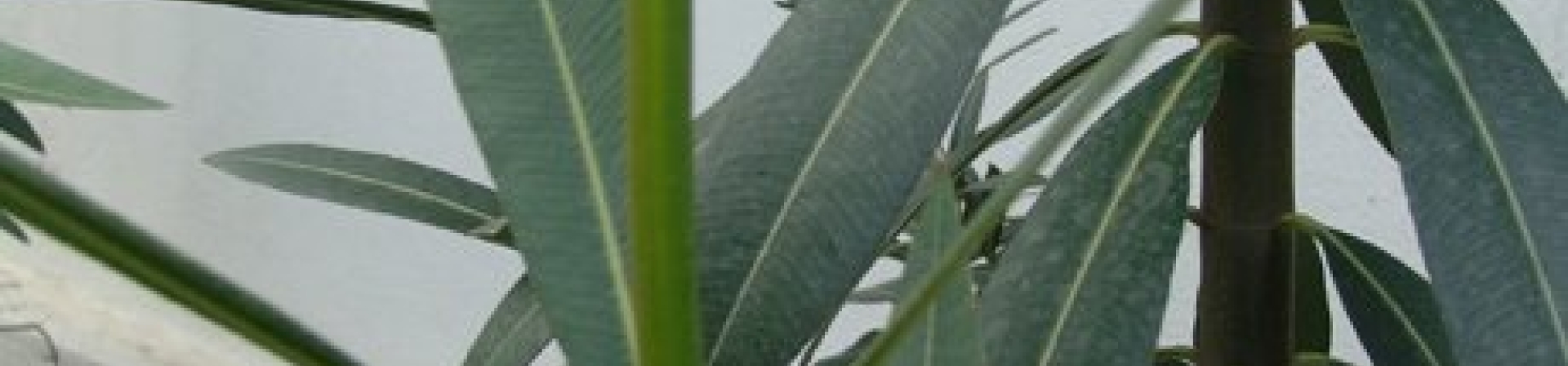 Zakkum (Nerium oleander L.)