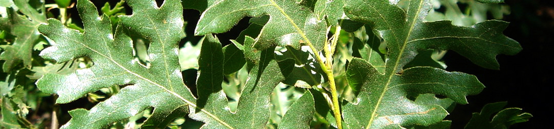 Saçlı Meşe (Quercus cerris L.)