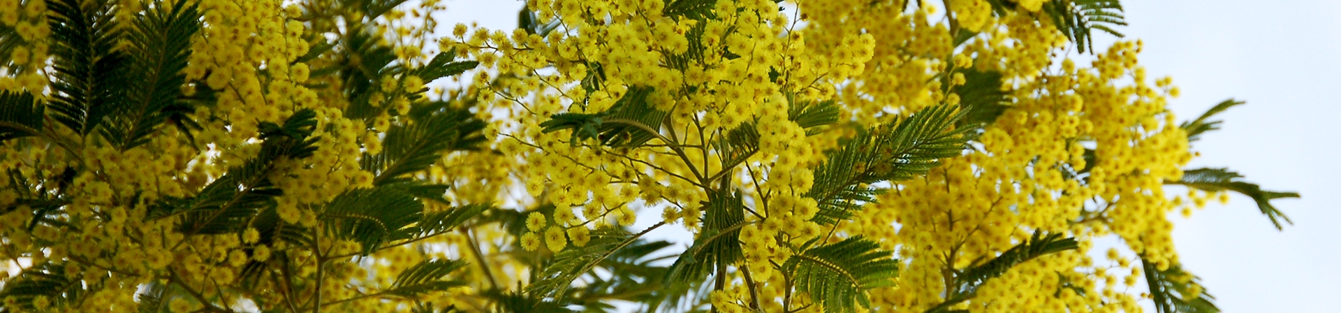 Akasya (Acacia)