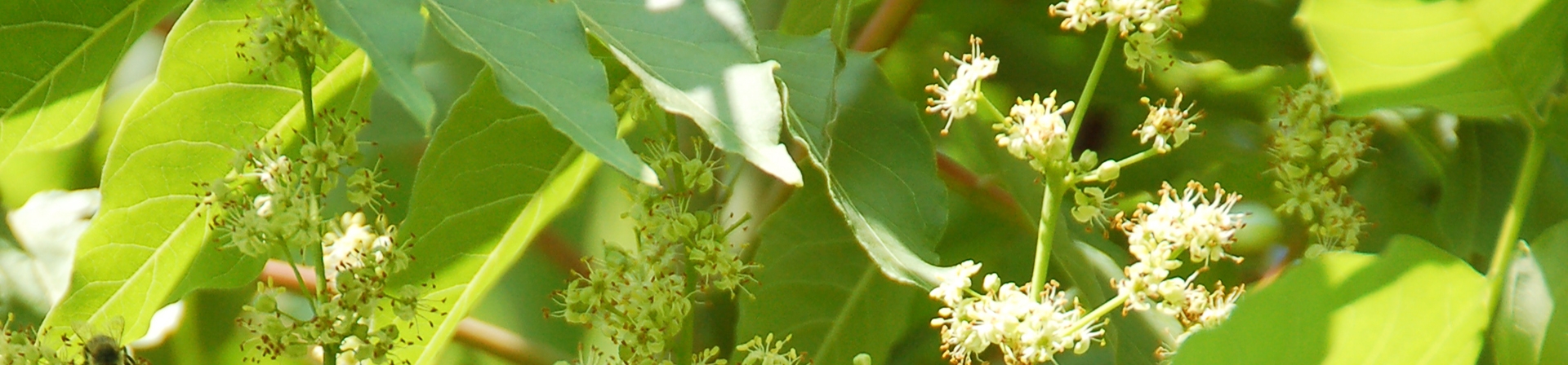 Kokarağaç / Cennet ağacı (Ailanthus altissima (Mill.) Swingle.)