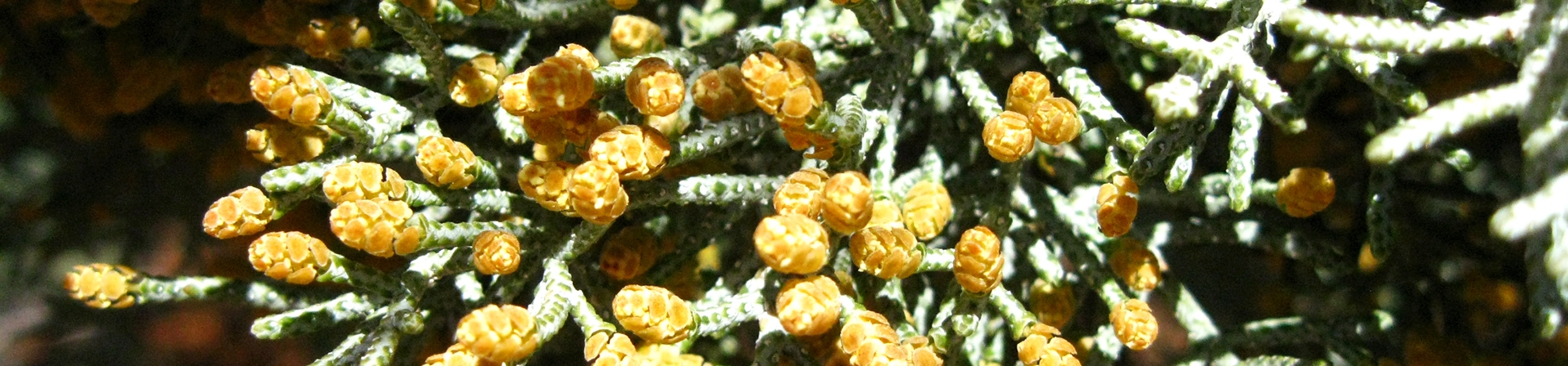 Mavi Servi (Cupressus arizonica Greene)