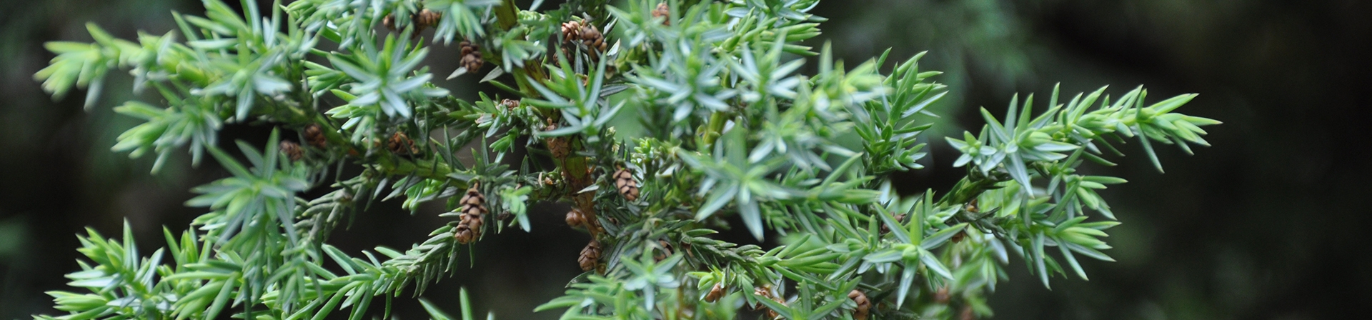 Ardıç (Cupressaceae)