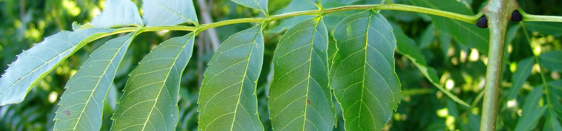 Dişbudak (Fraxinus)