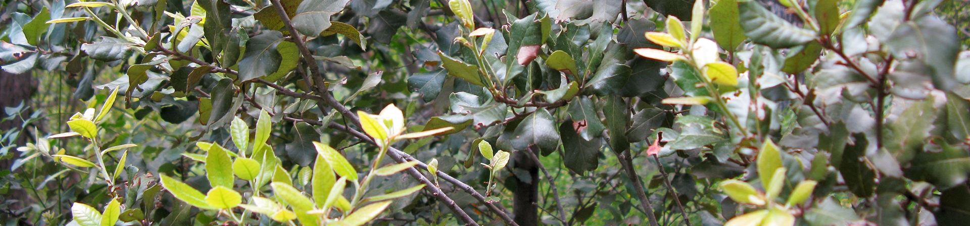 Mantar meşesi (Quercus suber L.)