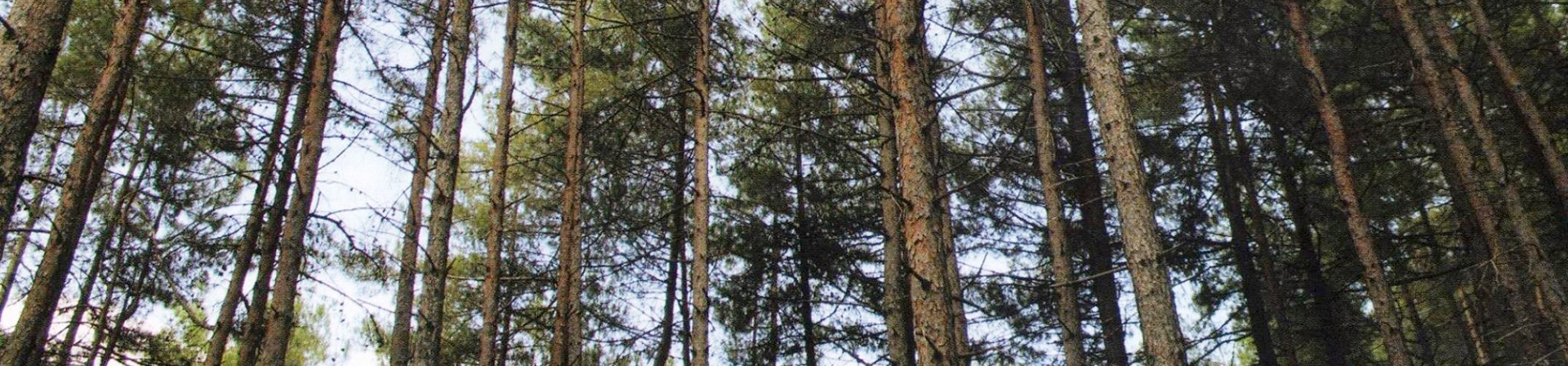 Kızılçam (Pinus brutia)