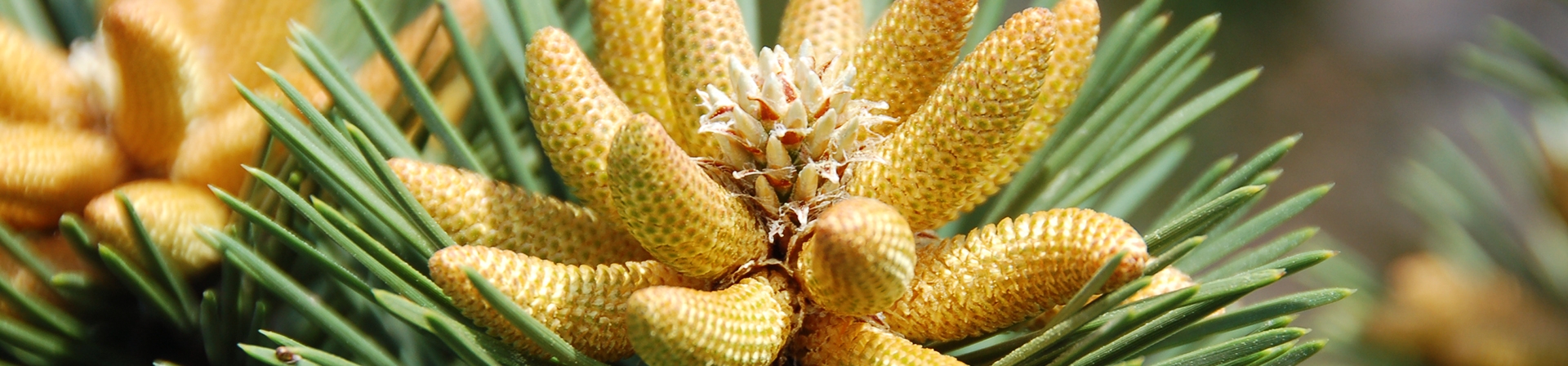 Karaçam (Pinus Nigra)