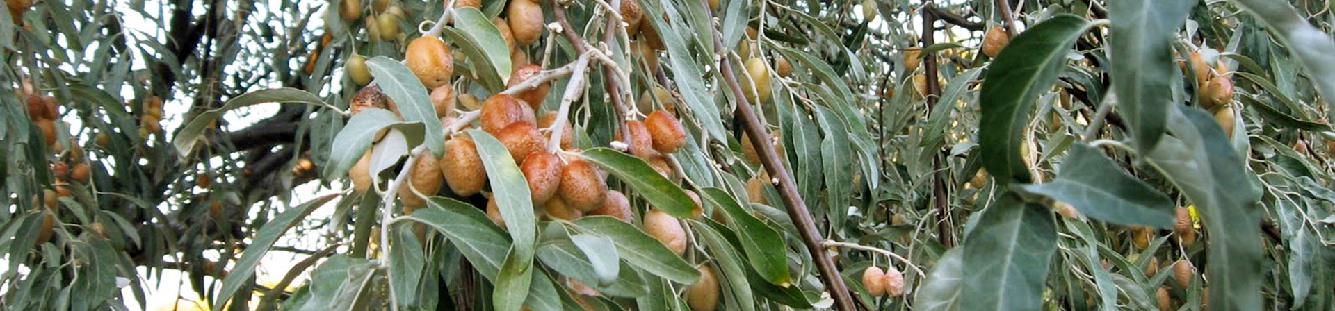 İğde (Elaeagnus angustifolia L.)
