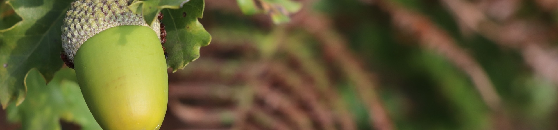 Palamut Meşesi (Quercus ithaburensis Decne. subsp. Macrolepis)