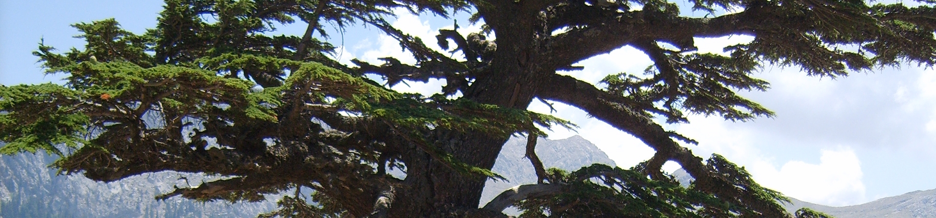 Toros Sediri (Cedrus libani)