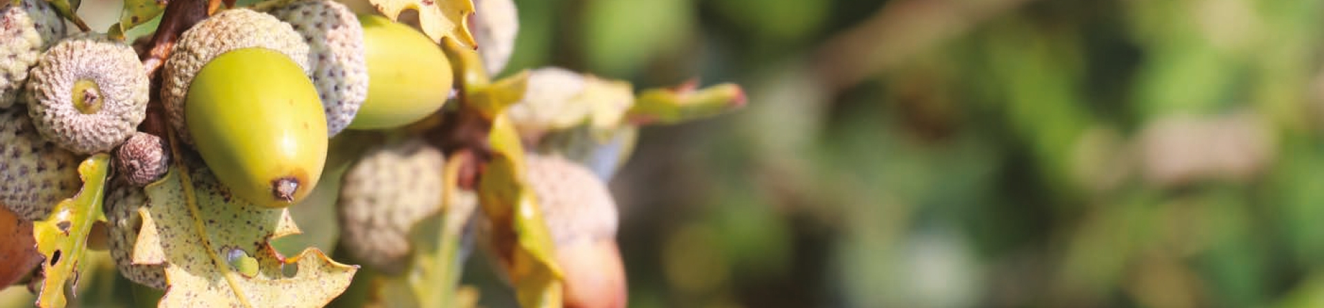 Kırklareli/Babaeski/Yeniköy 1 - 2020