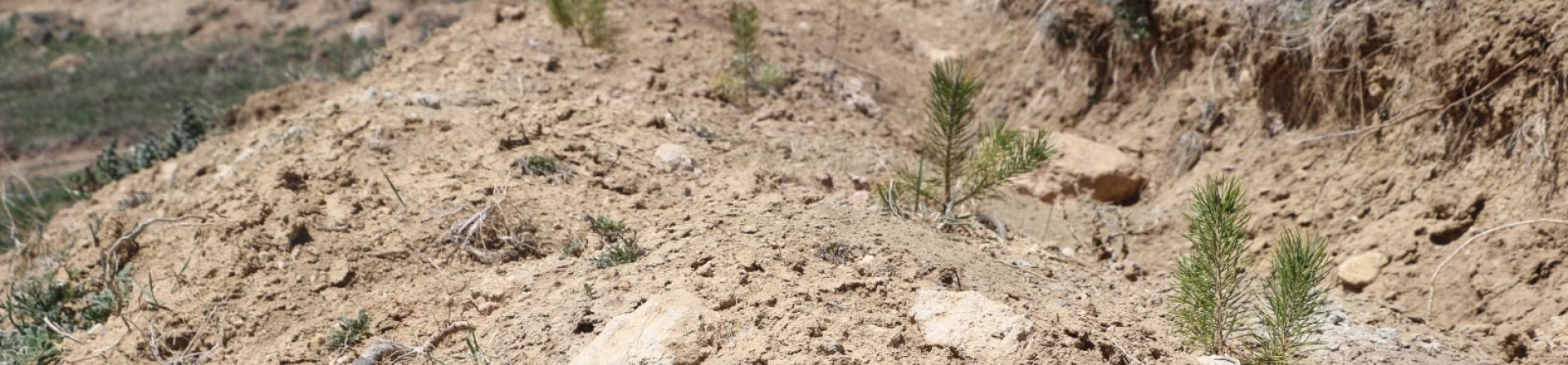 Sivas / 4 Eylül - 2021