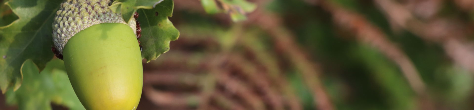 92 Ormanının Selamı Var!