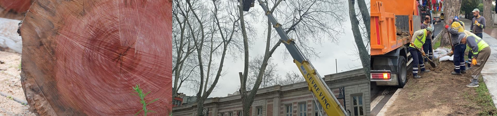 Çınar Kanseri  ve Yeşil Dokunun Korunması 