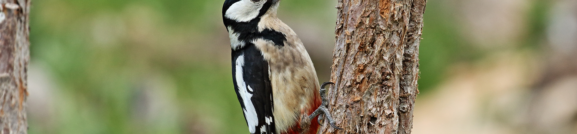 Dünya Orman Gününde 50 Kurumdan Ortak Açıklama: Ormanları Koruyacak Yeni Bir Orman Kanunu Gerekli