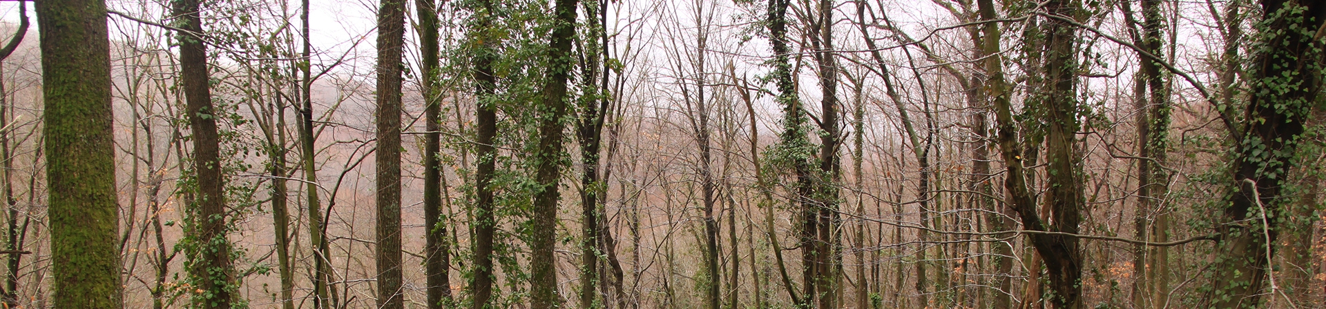 Hatay Orman Yangınları Hakkında
