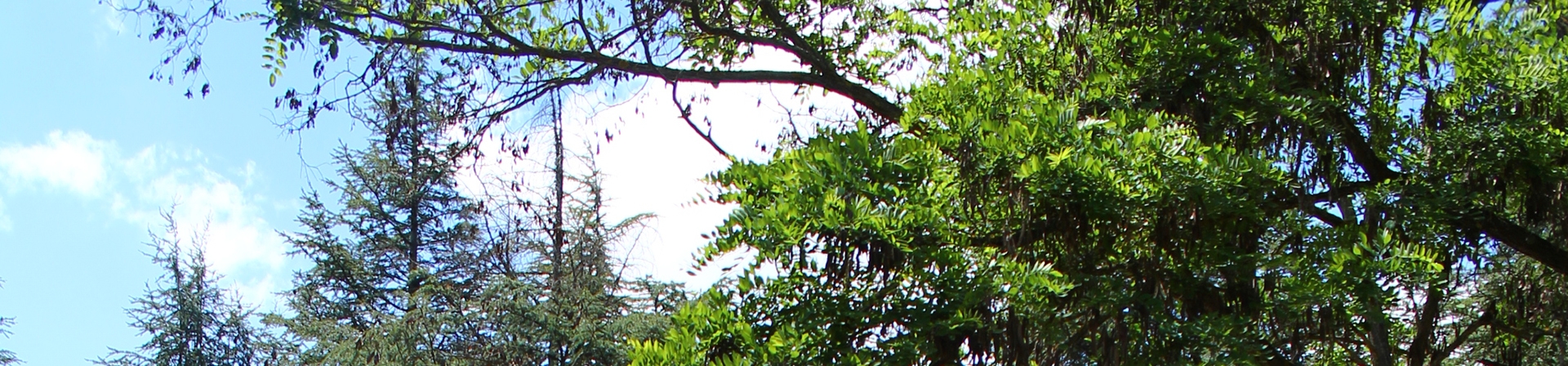 Uluslararası İklim Değişikliği ve Ormancılık Konferansı Sonuç Bildirgesi