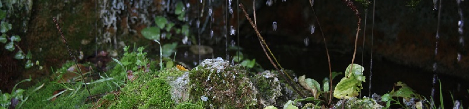 Ekolojik yaklaşımlar TKB gündeminde