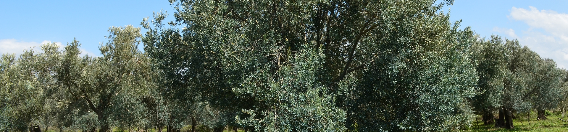 Kurumlardan Ortak Açıklama: Zeytinlikleri Madenciliğe Açan Yönetmelik Değişikliği İptal Edilmeli