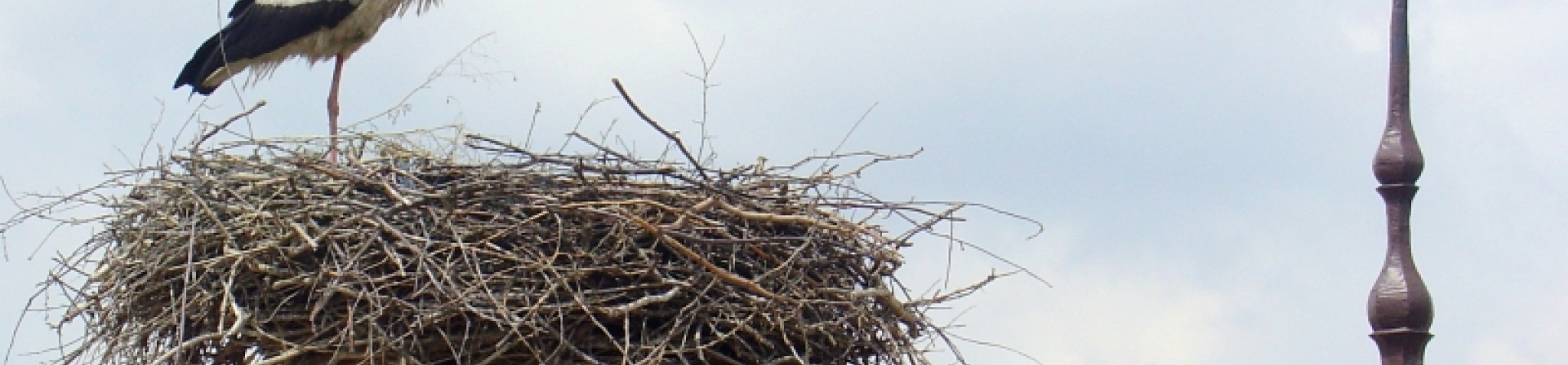 Leylek yuvaları koruma altında