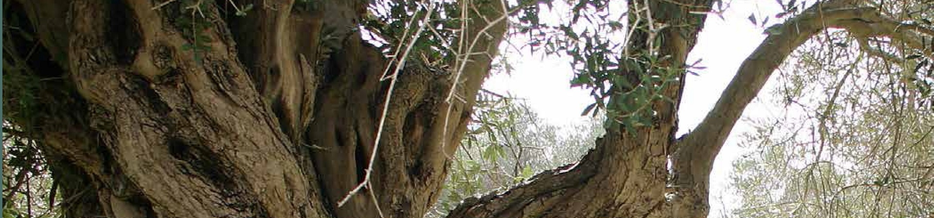 Milas'ta Zeytincilik Raporu Yayınlandı