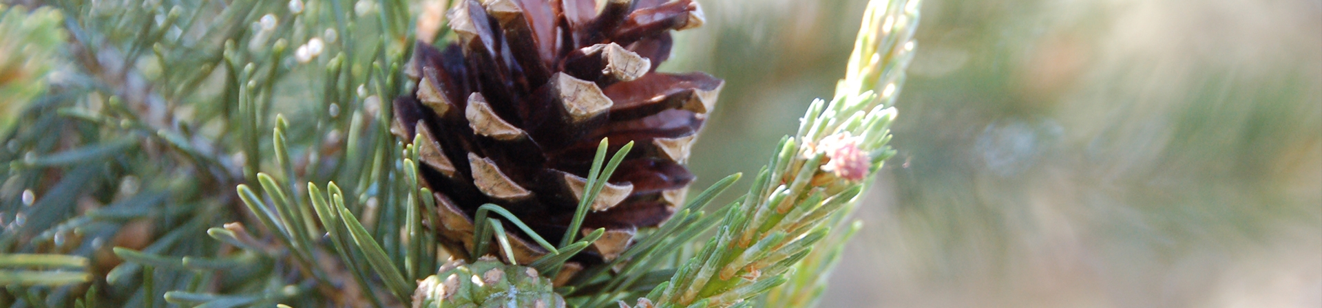 Orman: Tanıyarak Korumak