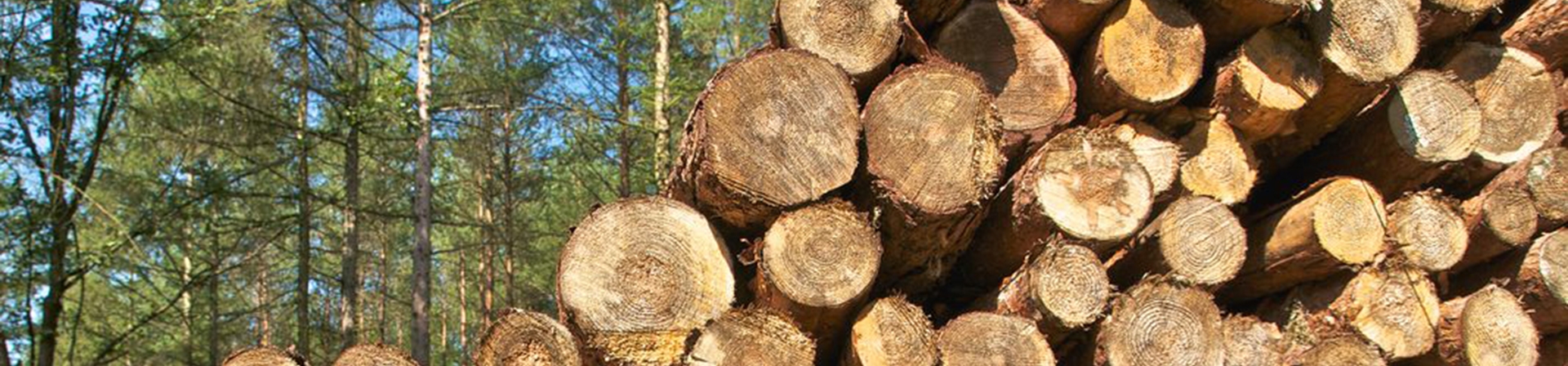 Ormansızlaşmaya Neden Olan Odun Üretimi Modelinden Vazgeçilmelidir